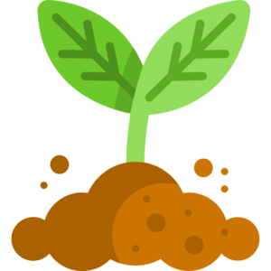sprout